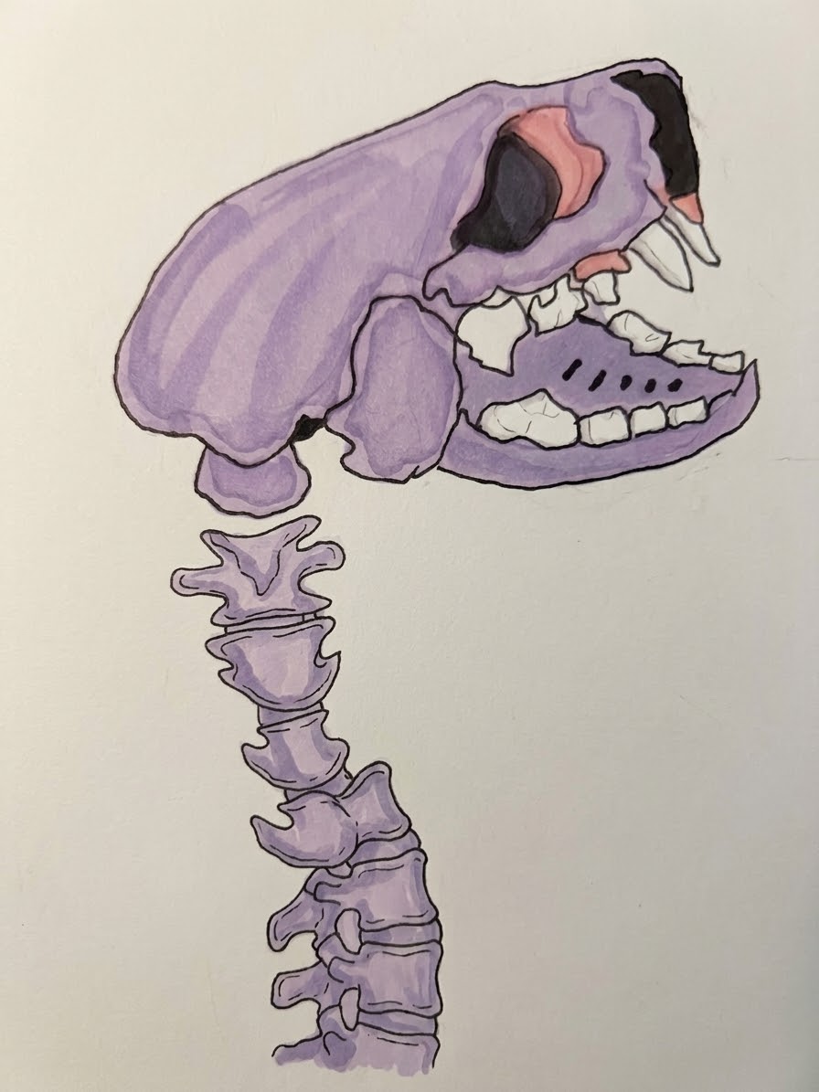 A hand-drawn purple sea otter skull and spine with white teeth and dark eye sockets.